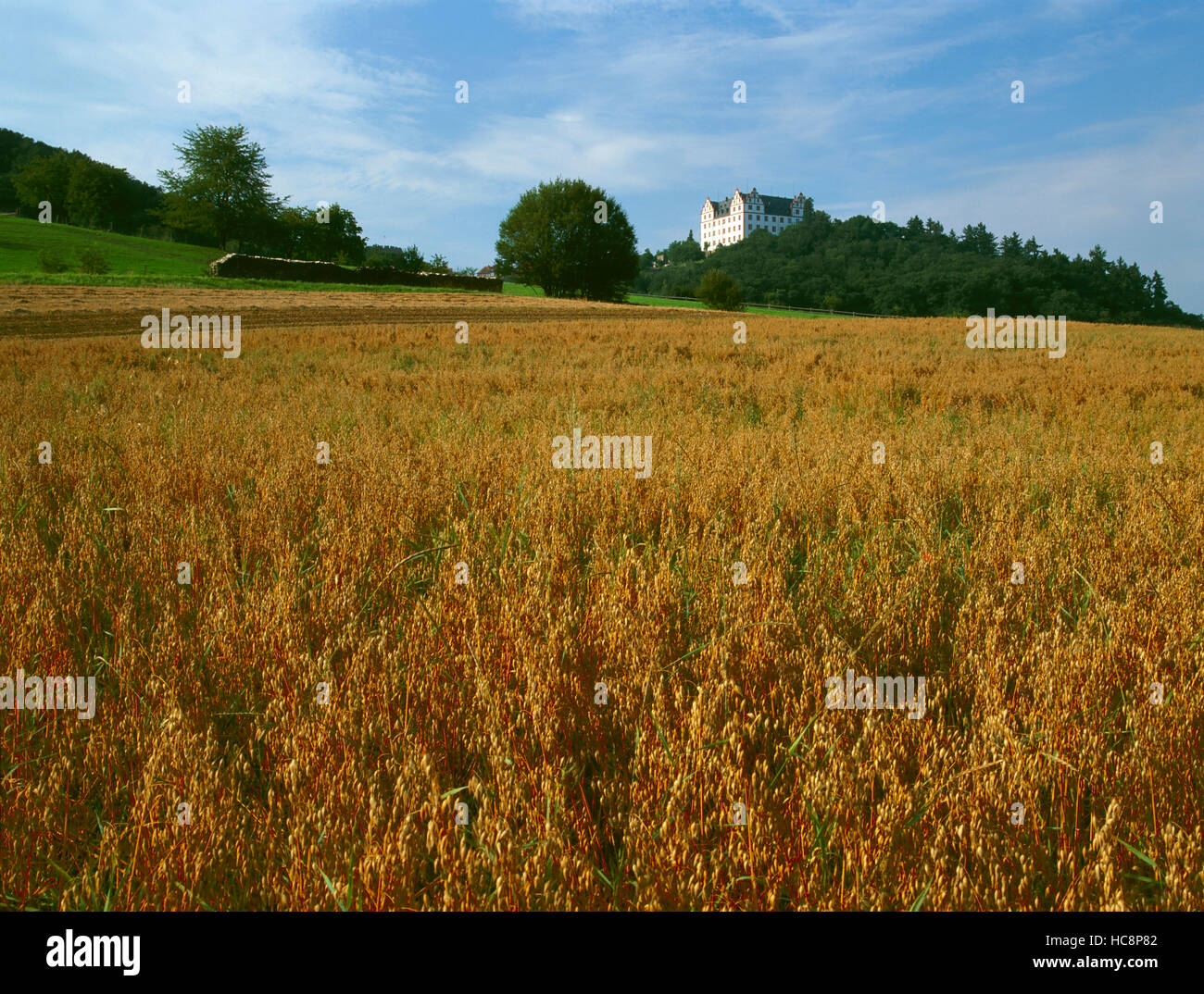 Lichtenberg castle in Fischbachtal in the Odenwald, oat field in the foreground, Hesse, Germany Stock Photo