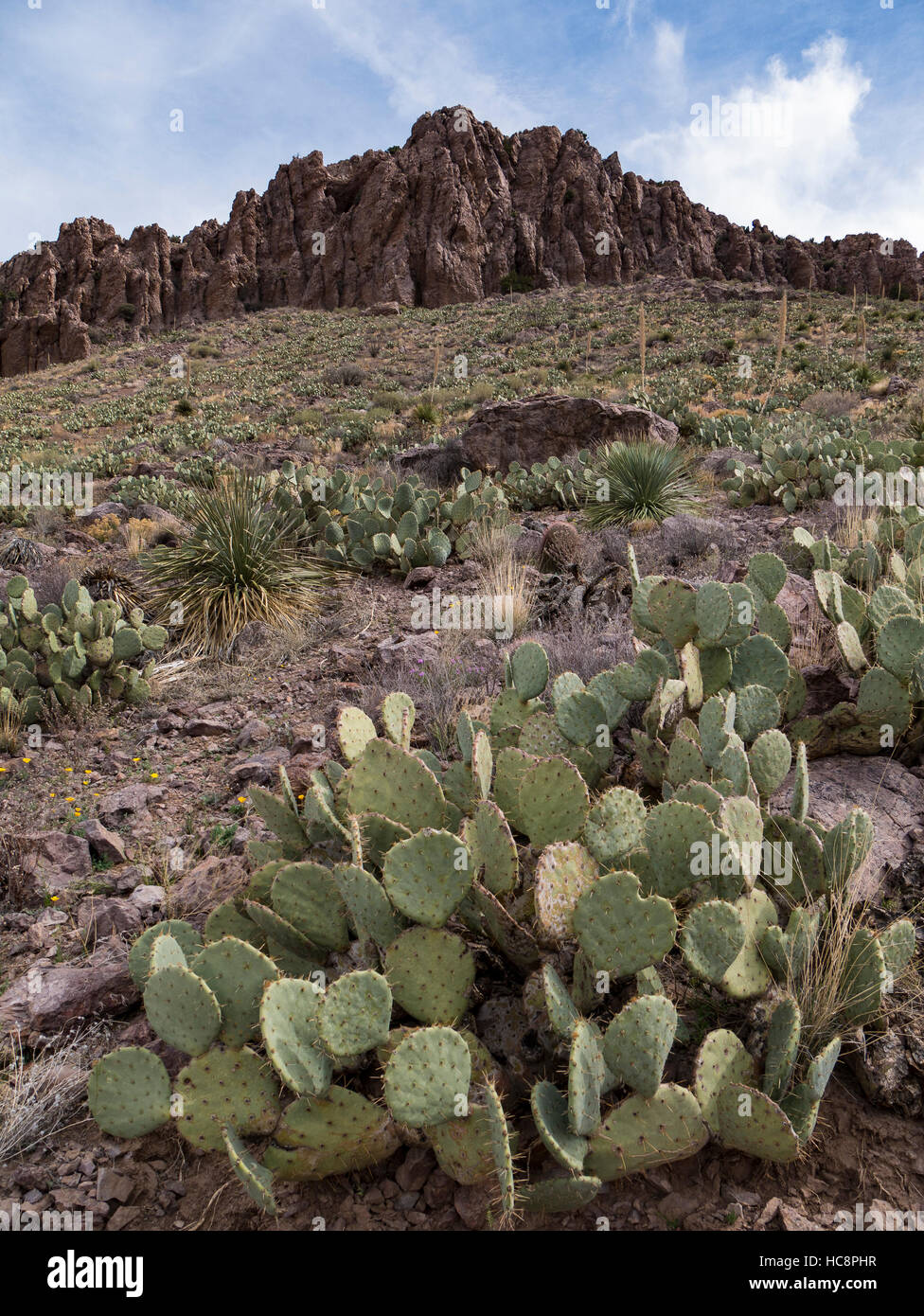 Rock formation and prickly pear cactus, Rockhound State Park, Deming, New Mexico. Stock Photo