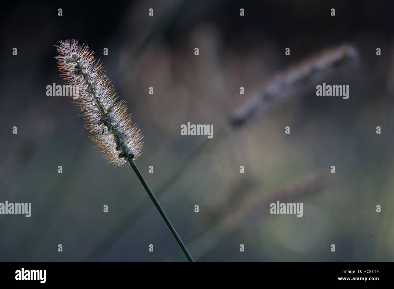 Glowing backlit grass seed head blowing in the wind, other grass stems ...