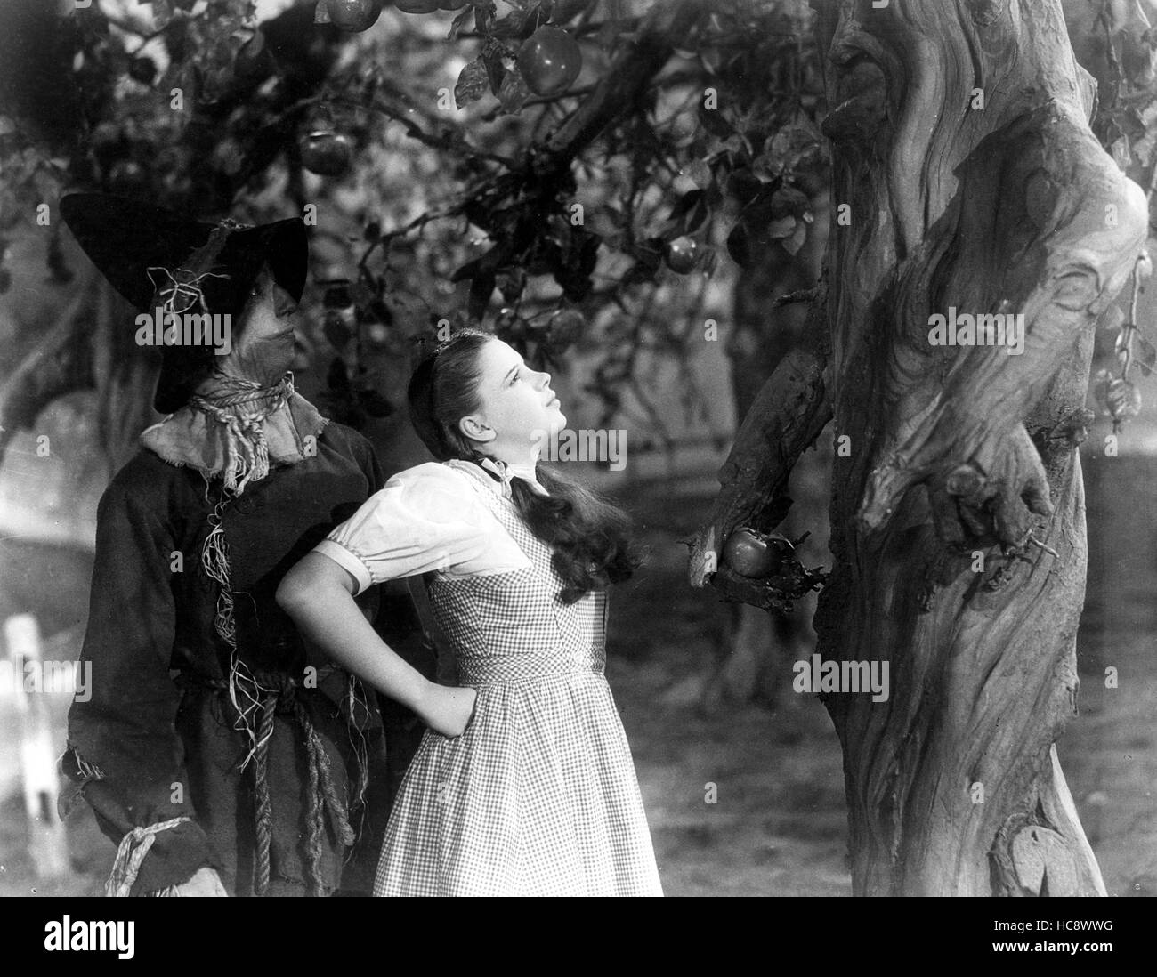 THE WIZARD OF OZ, Ray Bolger and Judy Garland confront the Talking Tree ...