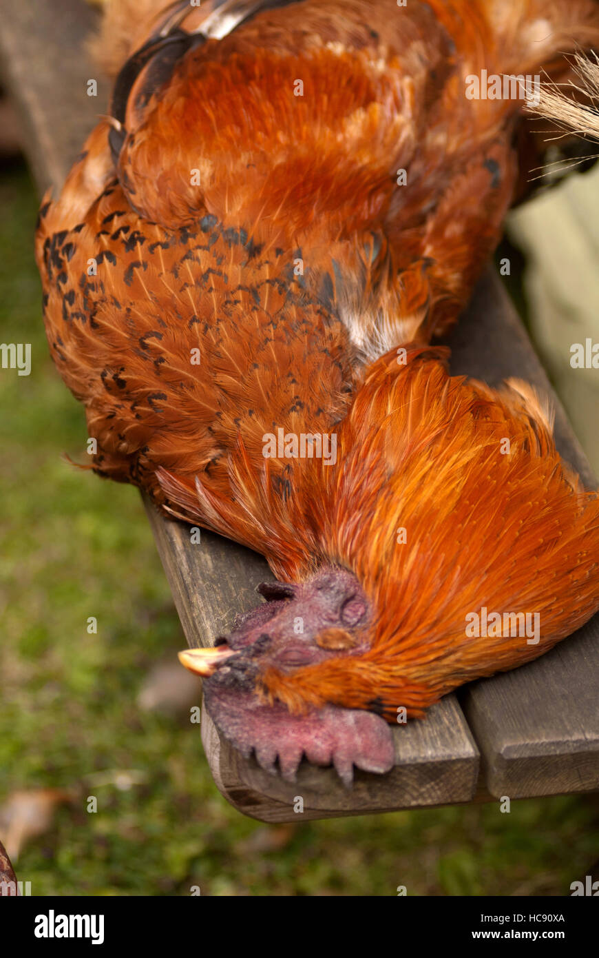 Dead chicken / cockerel Stock Photo Alamy