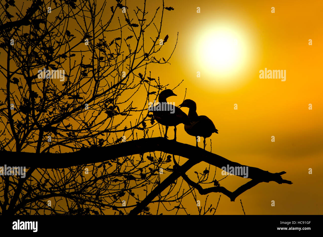 Egyptian Goose Alopochen aegyptiacus about to roost on an autumn evening Stock Photo