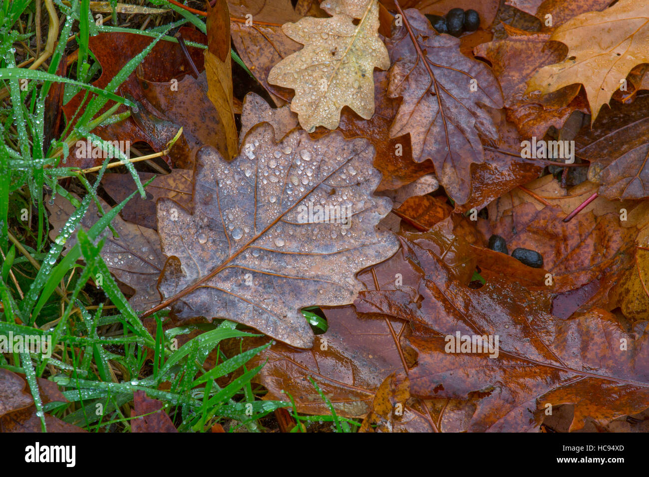 Fallen Oak Leaves Quercus robur in rain Stock Photo - Alamy