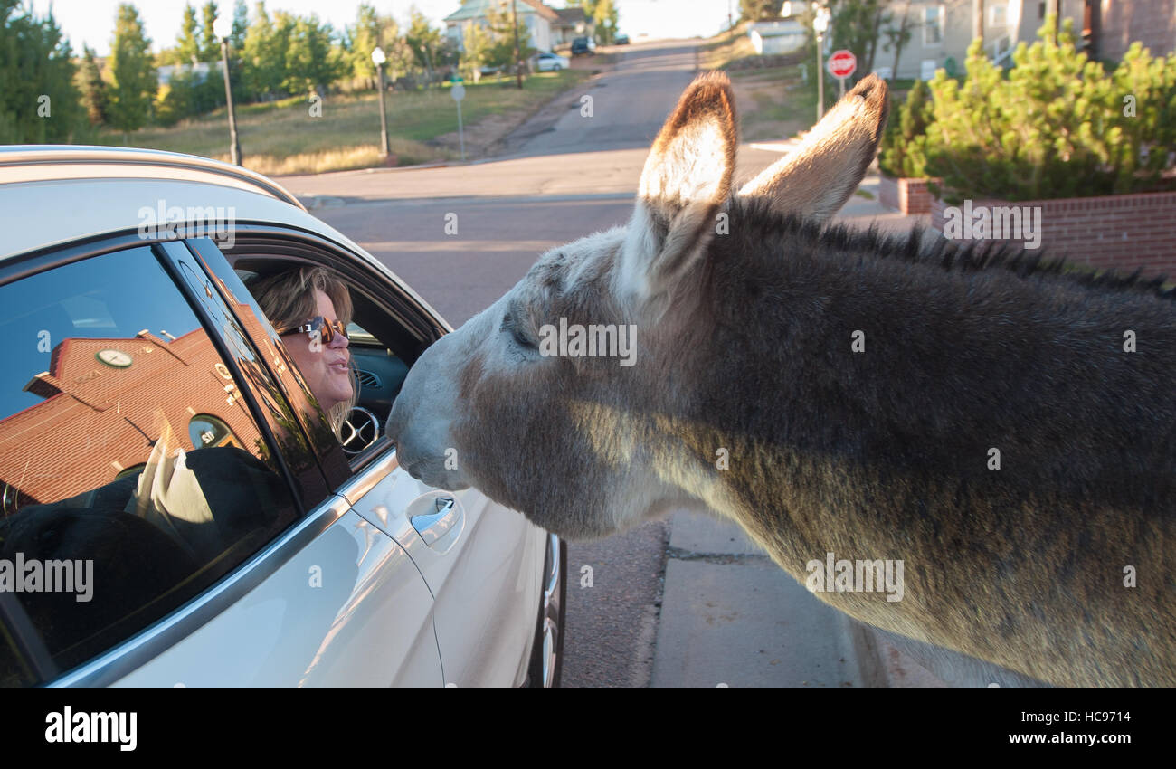 Wild burros in the streets of Cripple Creek, Colorado, USA greet visitors to the area. Stock Photo