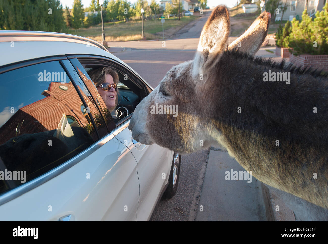 Wild burros in the streets of Cripple Creek, Colorado, USA greet visitors to the area. Stock Photo