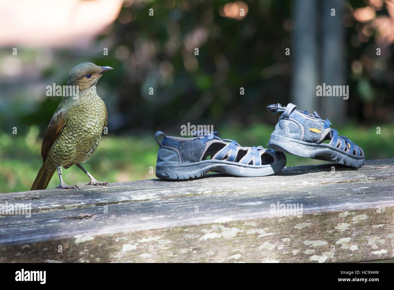 Beak shoes hi-res stock photography and images - Alamy