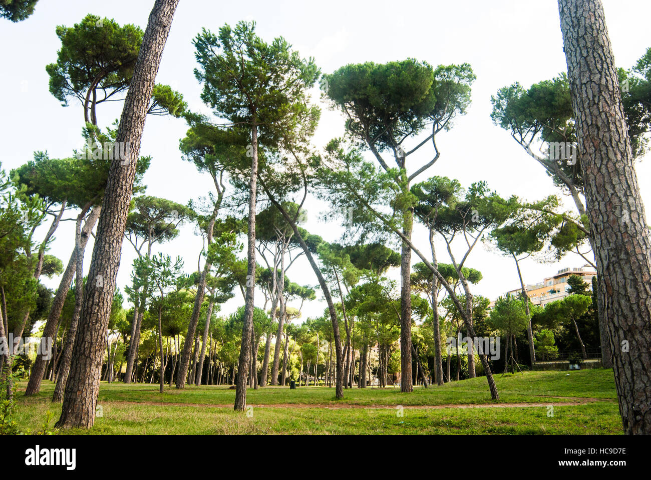 Parco Del Colle Oppio, a park in Rome's historical center near the Colloseum. Stock Photo