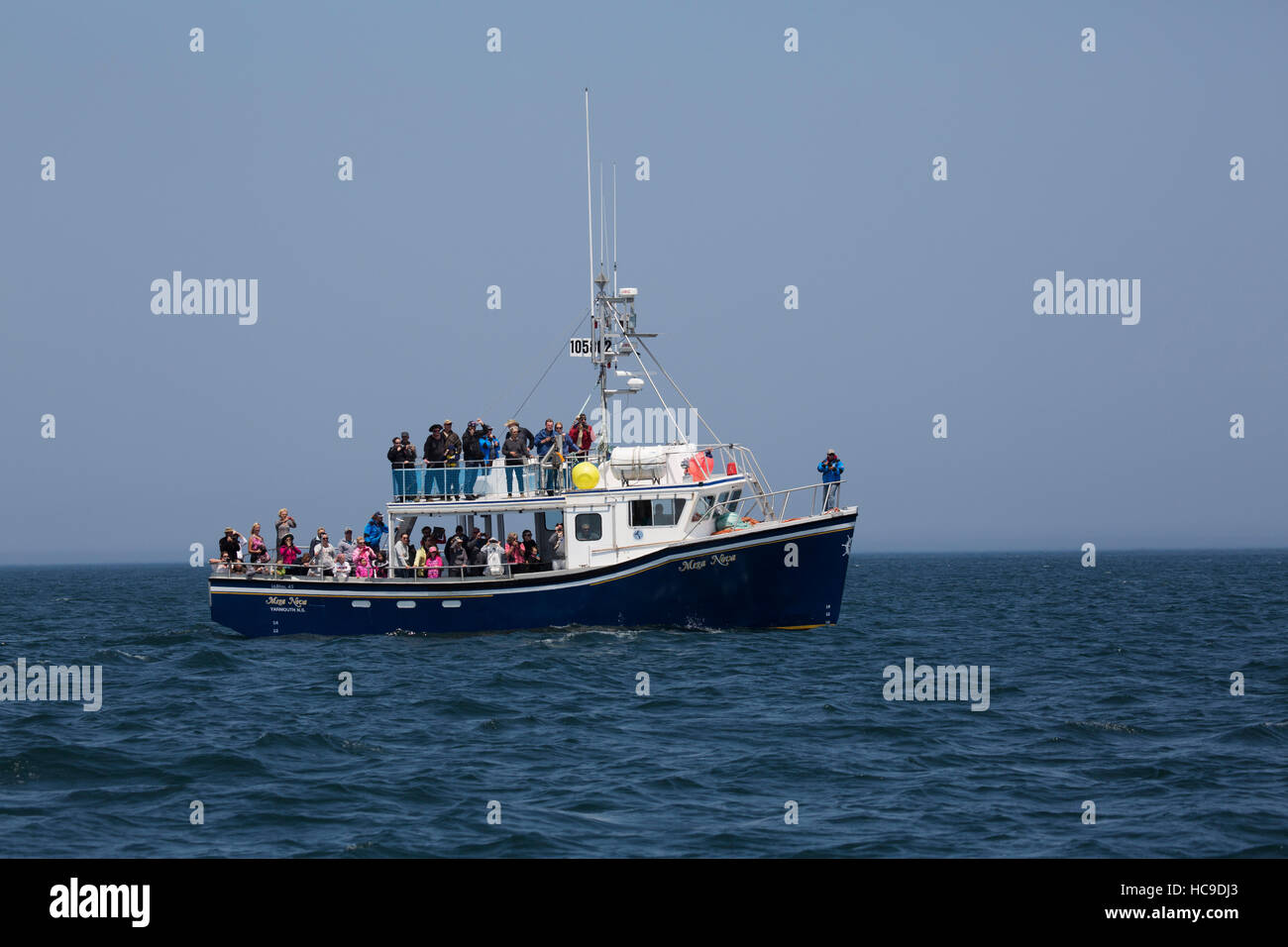 A whale watching cruise off Nova Scotia, Canada. The area is known for whale watching tours. Stock Photo