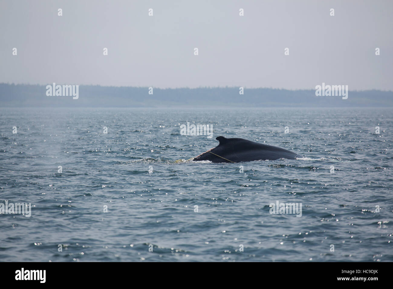 A humpback whale in the Bay of Fundy off Nova Scotia, Canada. The area is known for whale