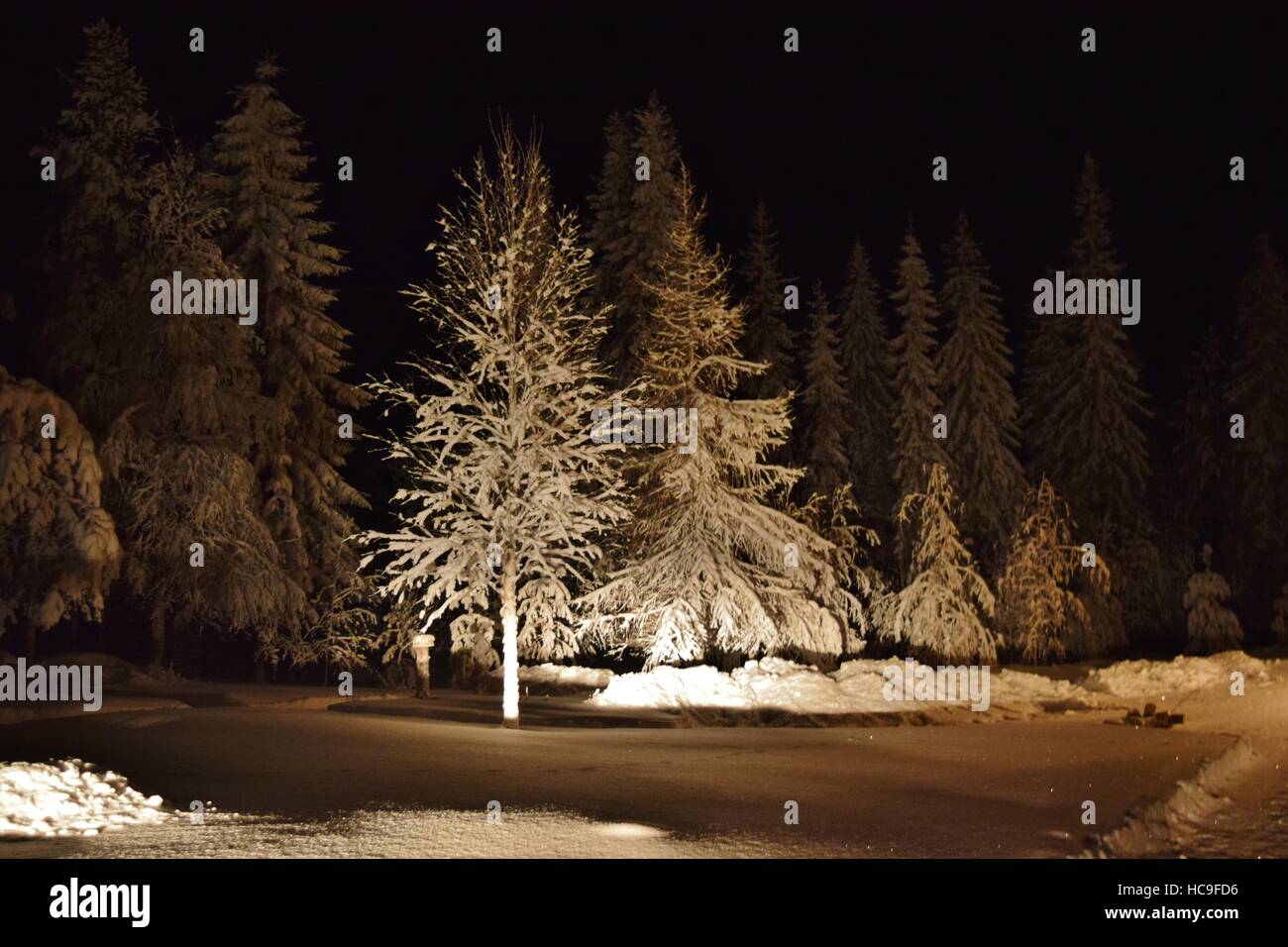 Night nature trees hi-res stock photography and images - Alamy