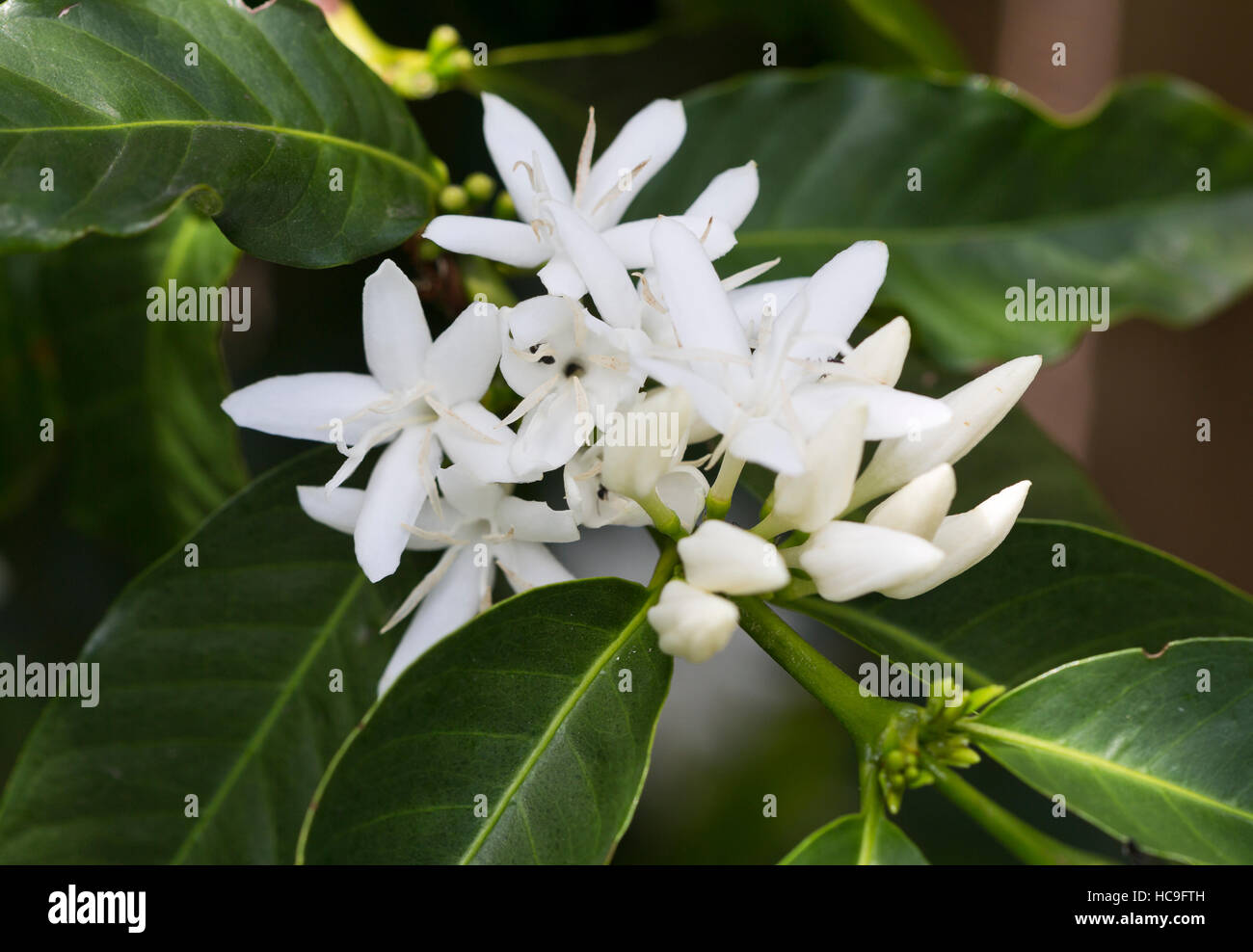 Coffee tree blossom with white flowers. Coffea is a genus of flowering plants belonging to the family Rubiaceae. Stock Photo