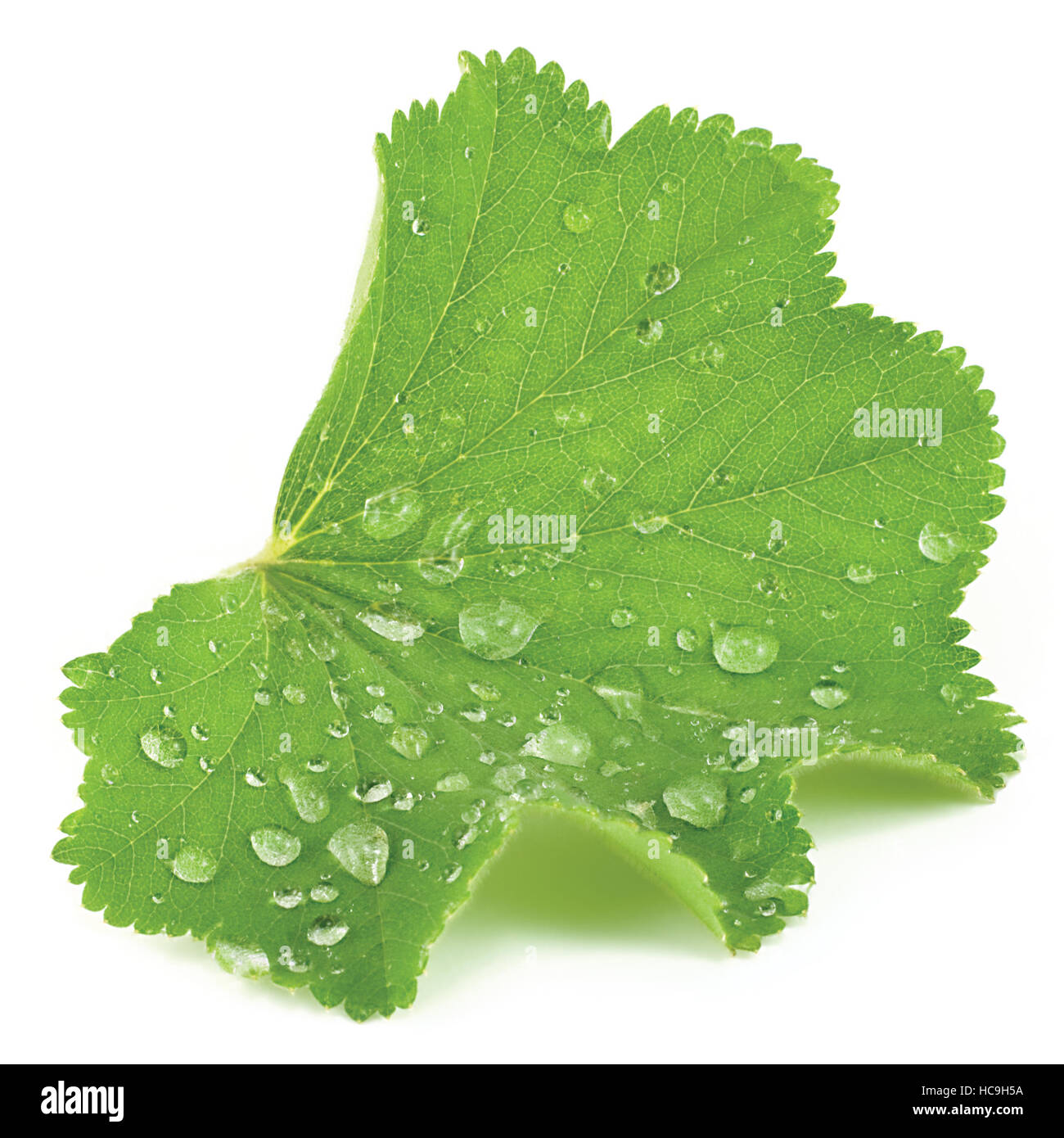 Abstract common lady's mantle green leaf closeup with raindrops, isolated Stock Photo