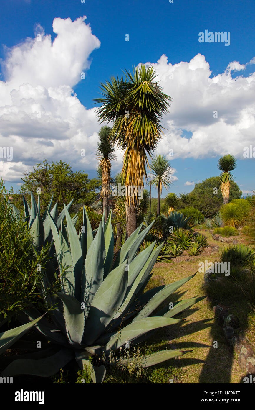 Mexican Plants High Resolution Stock Photography And Images Alamy