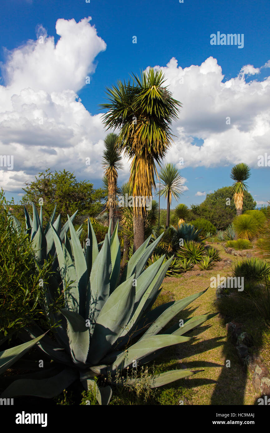 EL CHARCO DEL INGENIO is a botanical garden with native Mexican plants - SAN MIGUEL DE ALLENDE, MEXICO Stock Photo