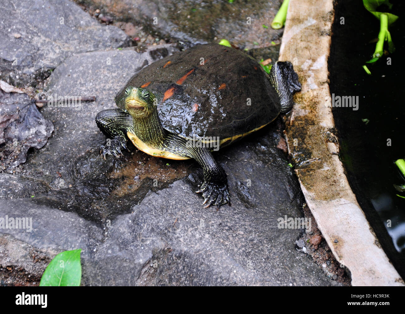 https://c8.alamy.com/comp/HC9R3K/painted-turtle-looking-up-HC9R3K.jpg