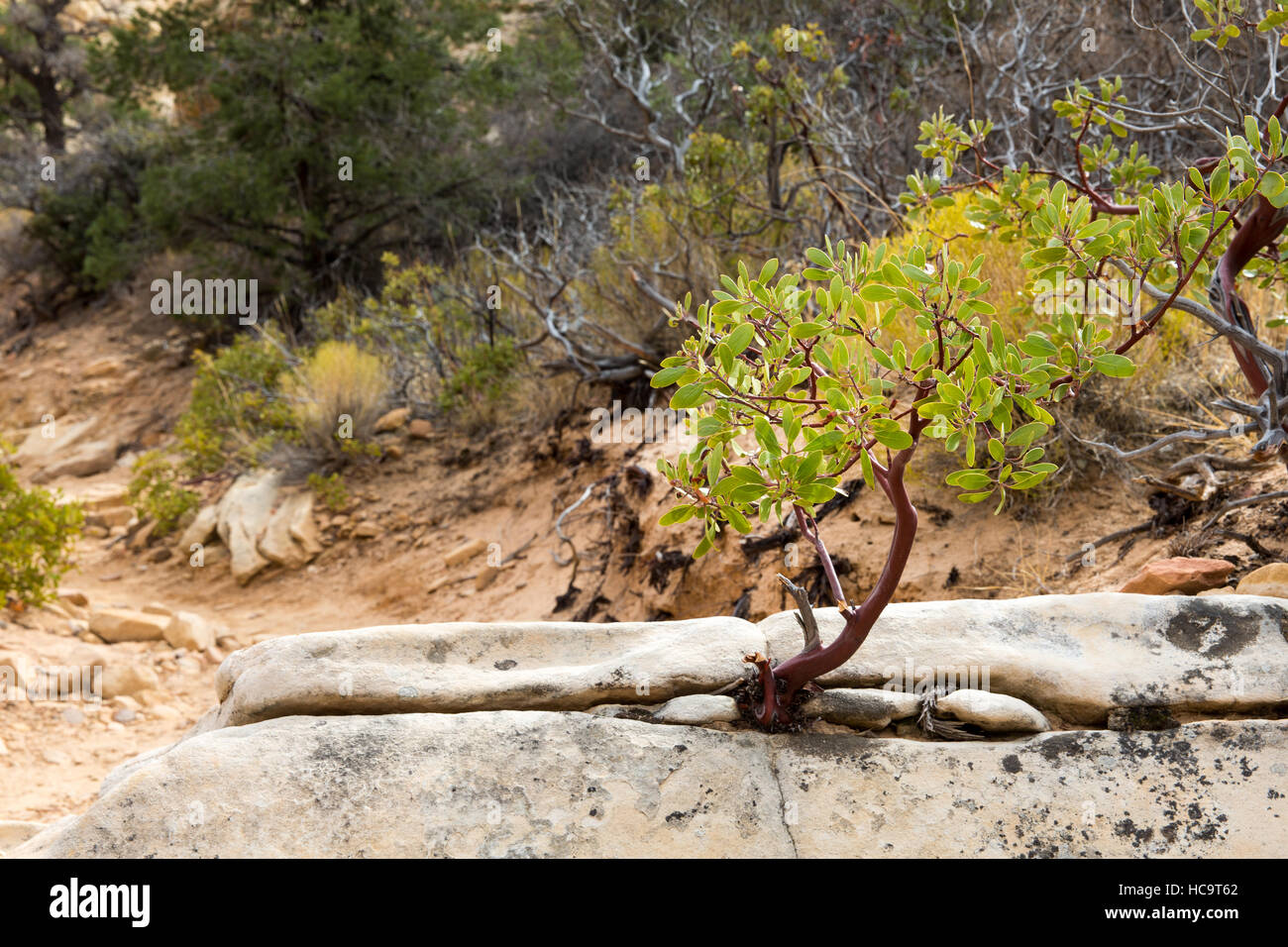 Tree growing from a rock in the desert at Red Rock Canyon National Conservation Area outside of Las Vegas, Nevada. Stock Photo