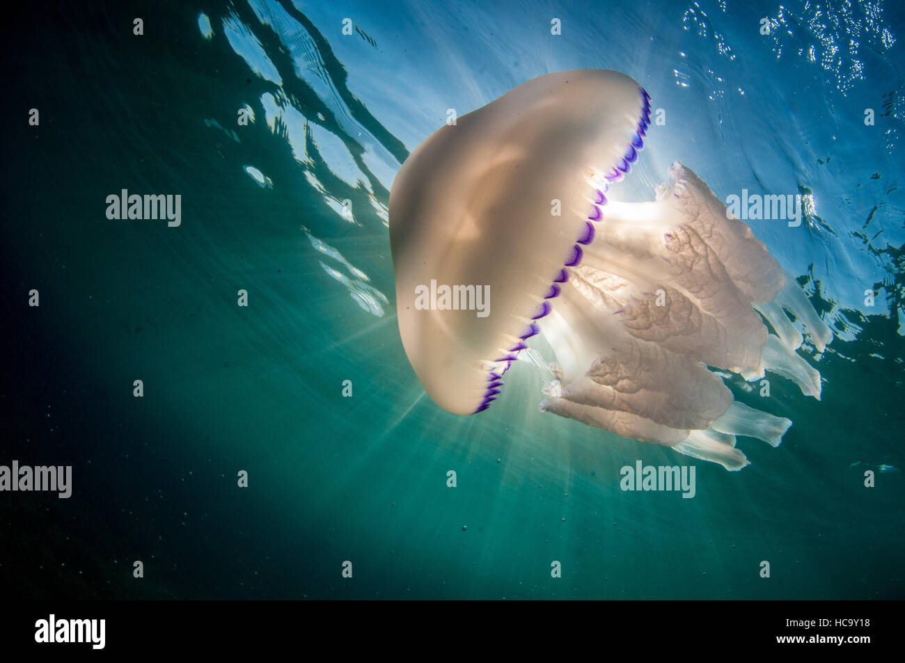 barrel jellyfish in Mediterranean Sea Stock Photo