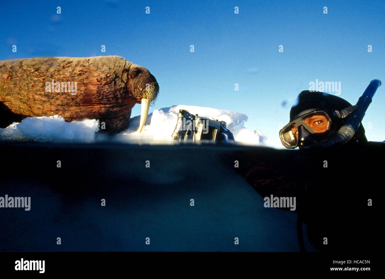 ARCTIC TALE, (aka CALL OF THE NORTH), cinematographer Adam Ravetch, on ...