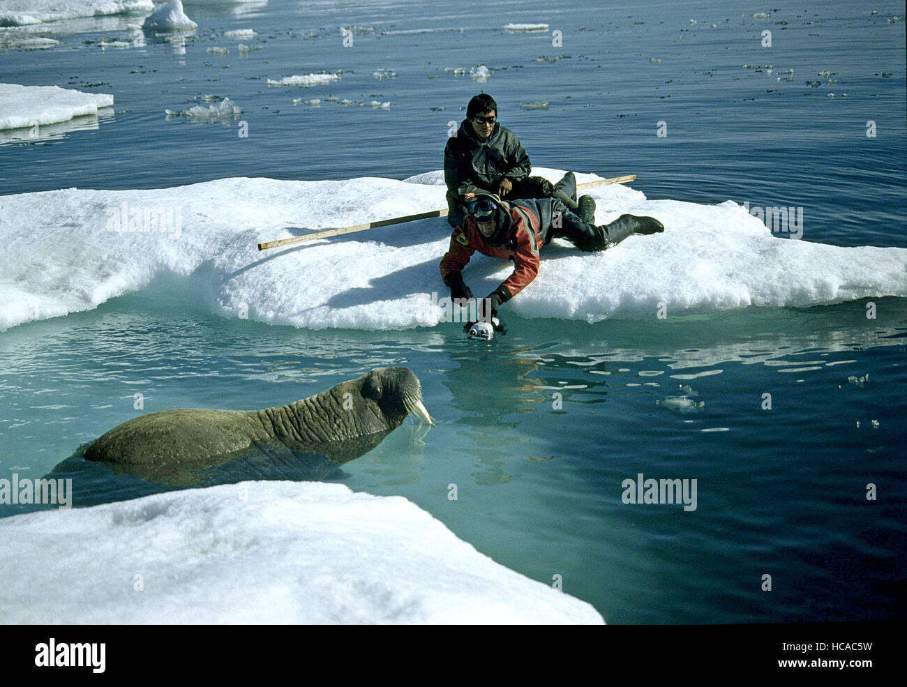 ARCTIC TALE, (aka CALL OF THE NORTH), cinematographer Adam Ravetch ...