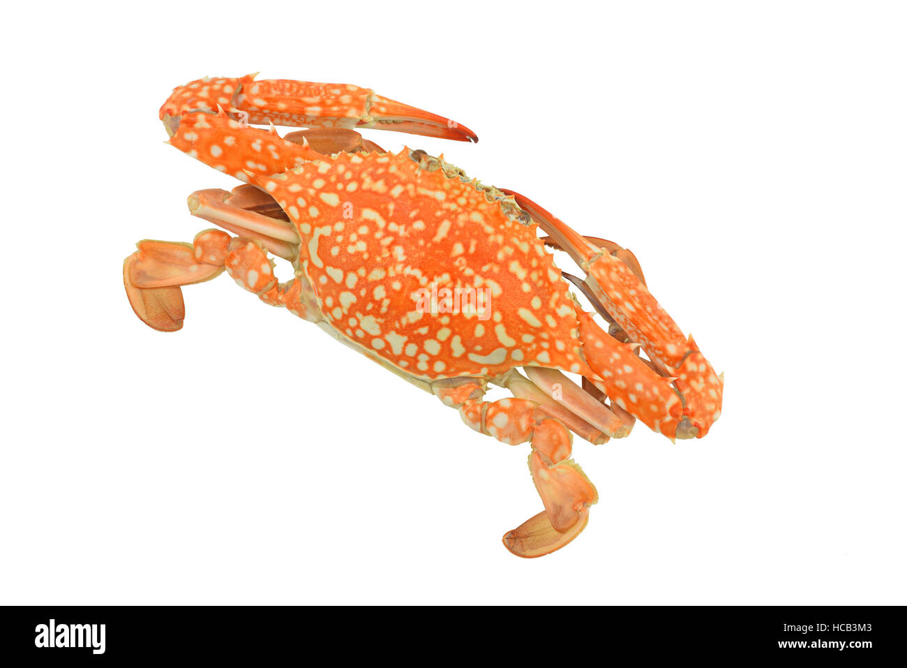 crab isolated on white clipping paths Stock Photo