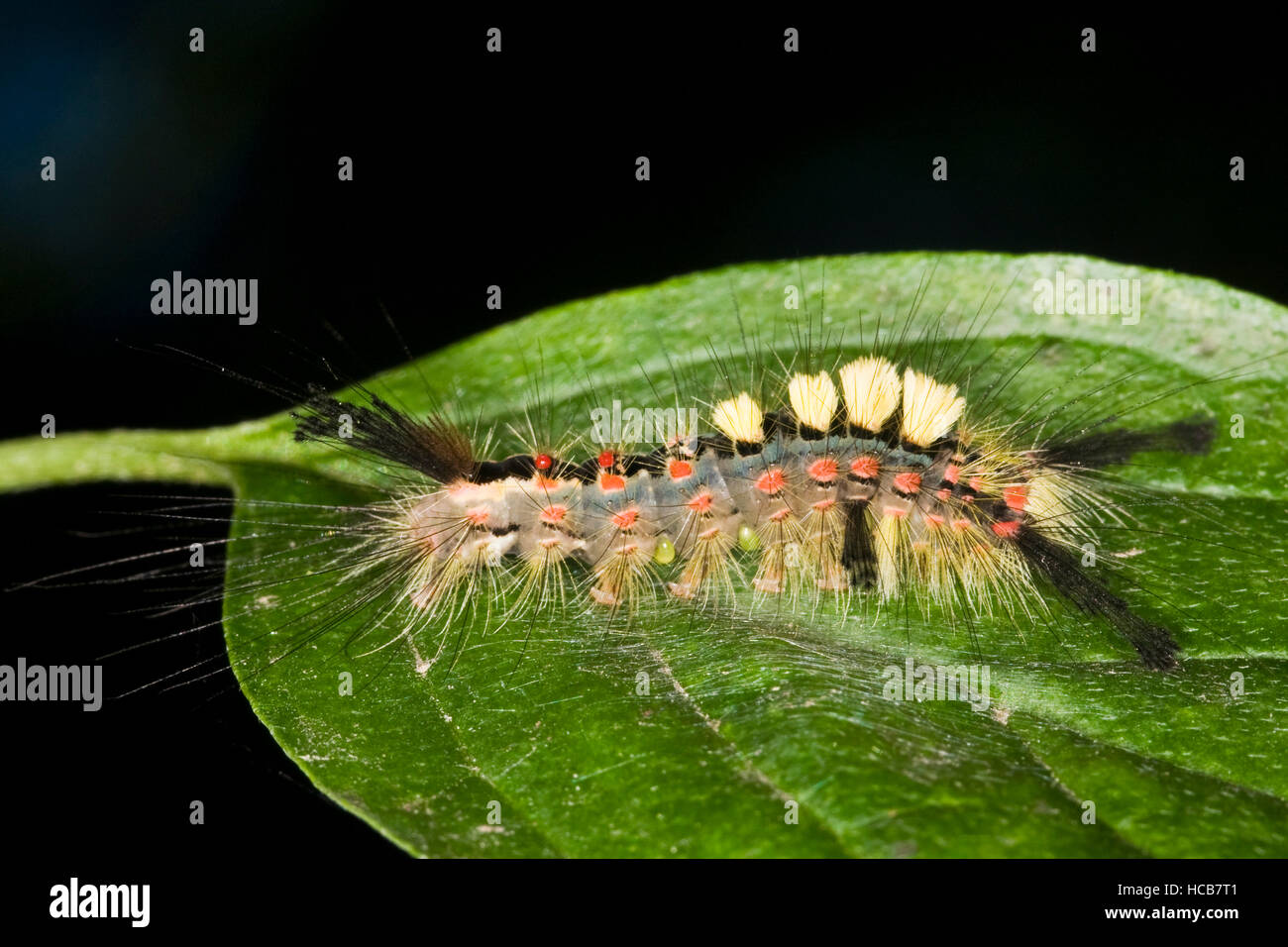 Rusty Tussock Moth or Vapourer (Orgyia antiqua) Stock Photo