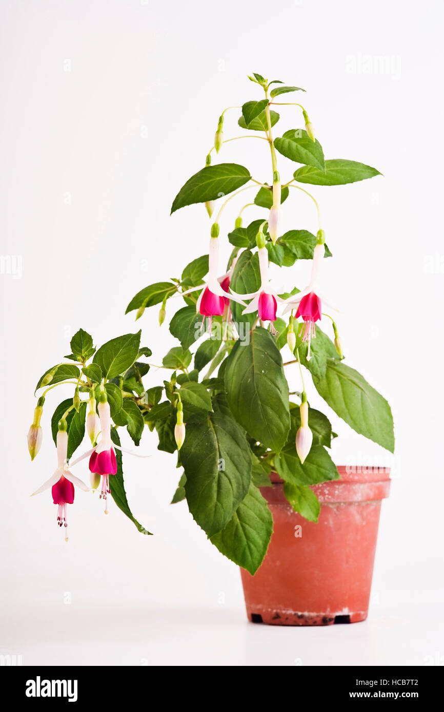 Fuchsia in a flower pot Stock Photo