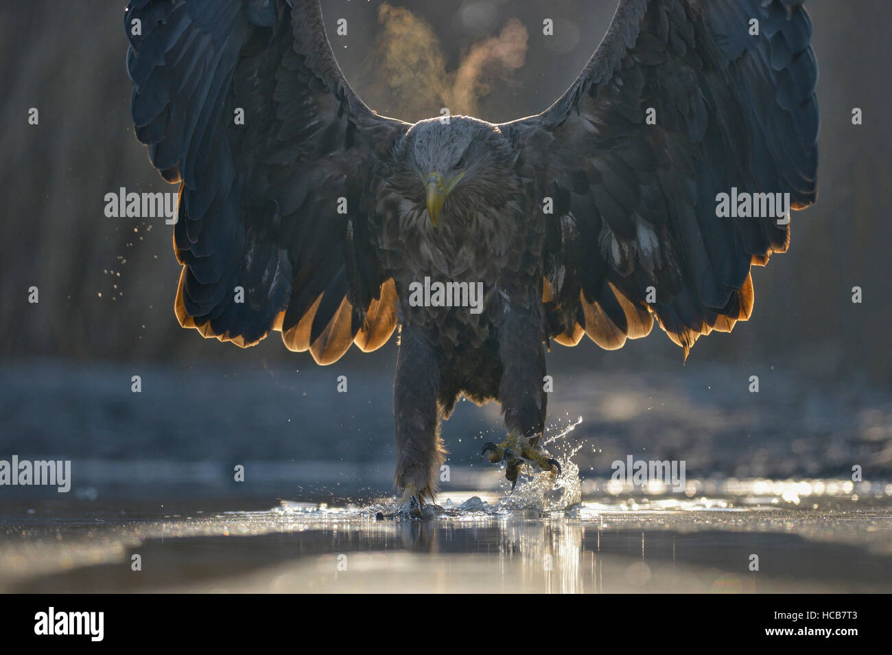 White-tailed eagle (Haliaeetus albicilla), adult hunting in pond, spread wings, condensing breath, Kiskunság National Park Stock Photo