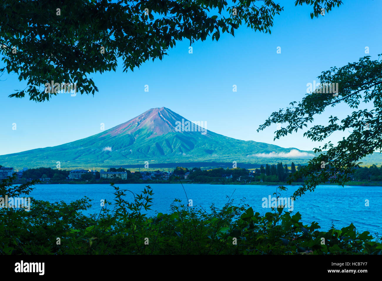Foreground trees frame a snowless dirt volcanic cone of Mount Fuji above Kawaguchiko Lake during early summer morning in Japan Stock Photo
