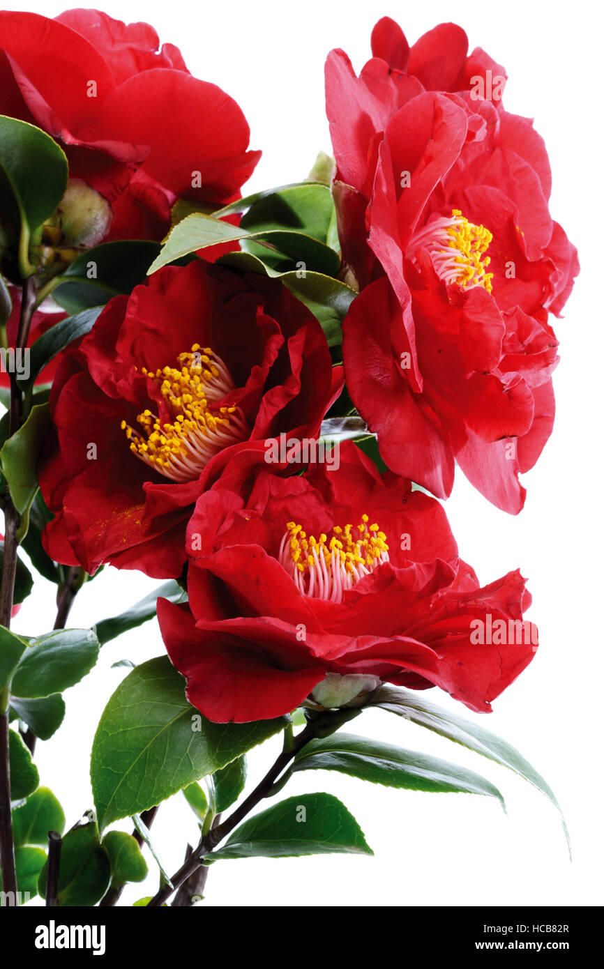 Camellia japonica plant photo hi-res stock photography and images - Alamy