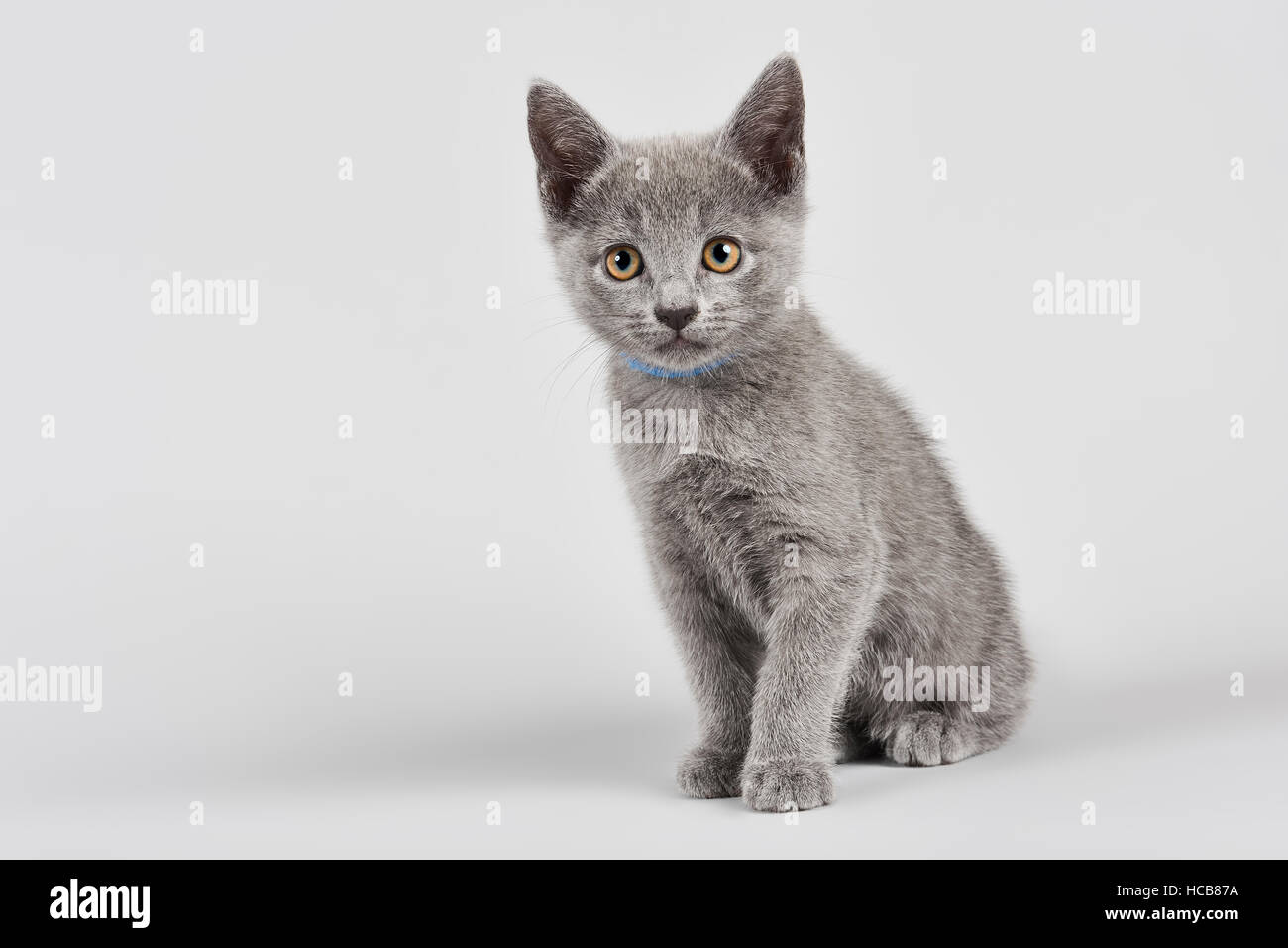 Mesopotamian blue cheap kitten