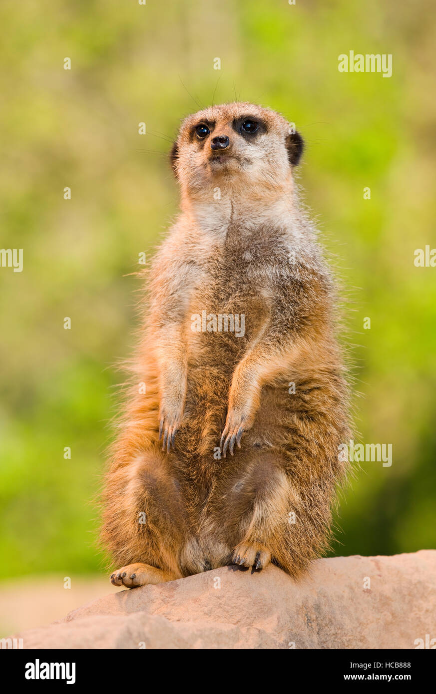 Meerkat or suricate (Suricata suricatta) sitting on rock, captive, Germany Stock Photo
