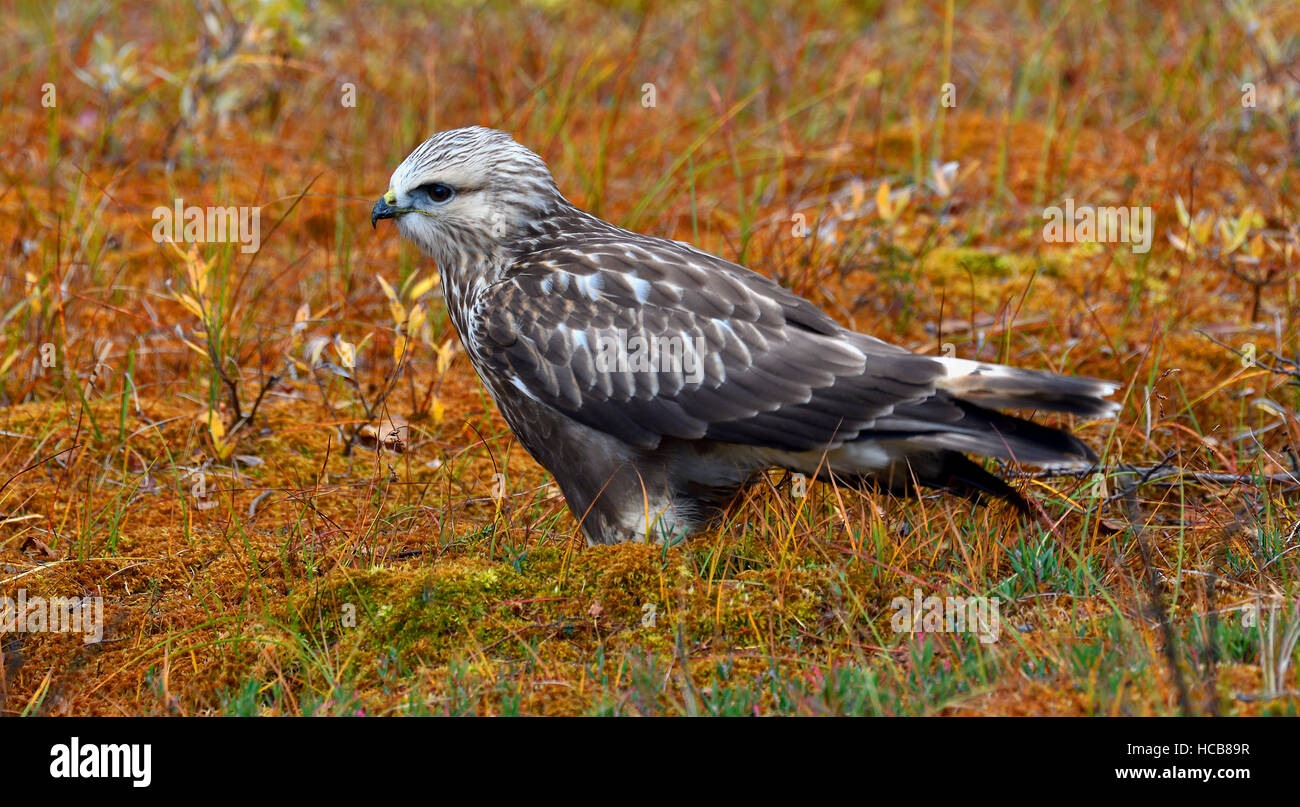 Birds of Prey on the Meadow with Autumn Forest in the Background