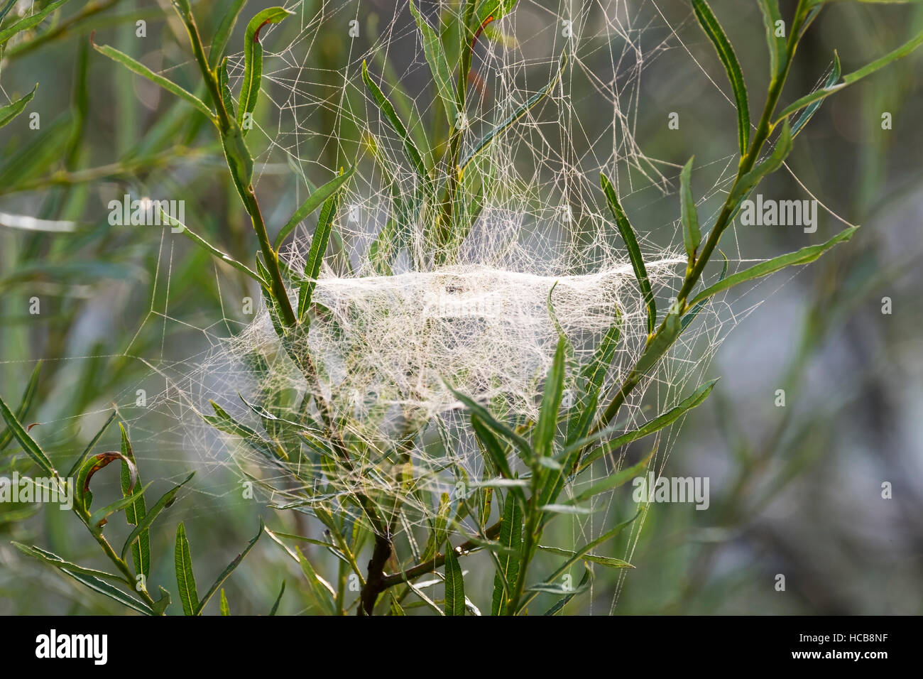 Web of Sheet Weaver (Linyphiidae) in willows, Isar, Upper Bavaria, Bavaria, Germany Stock Photo