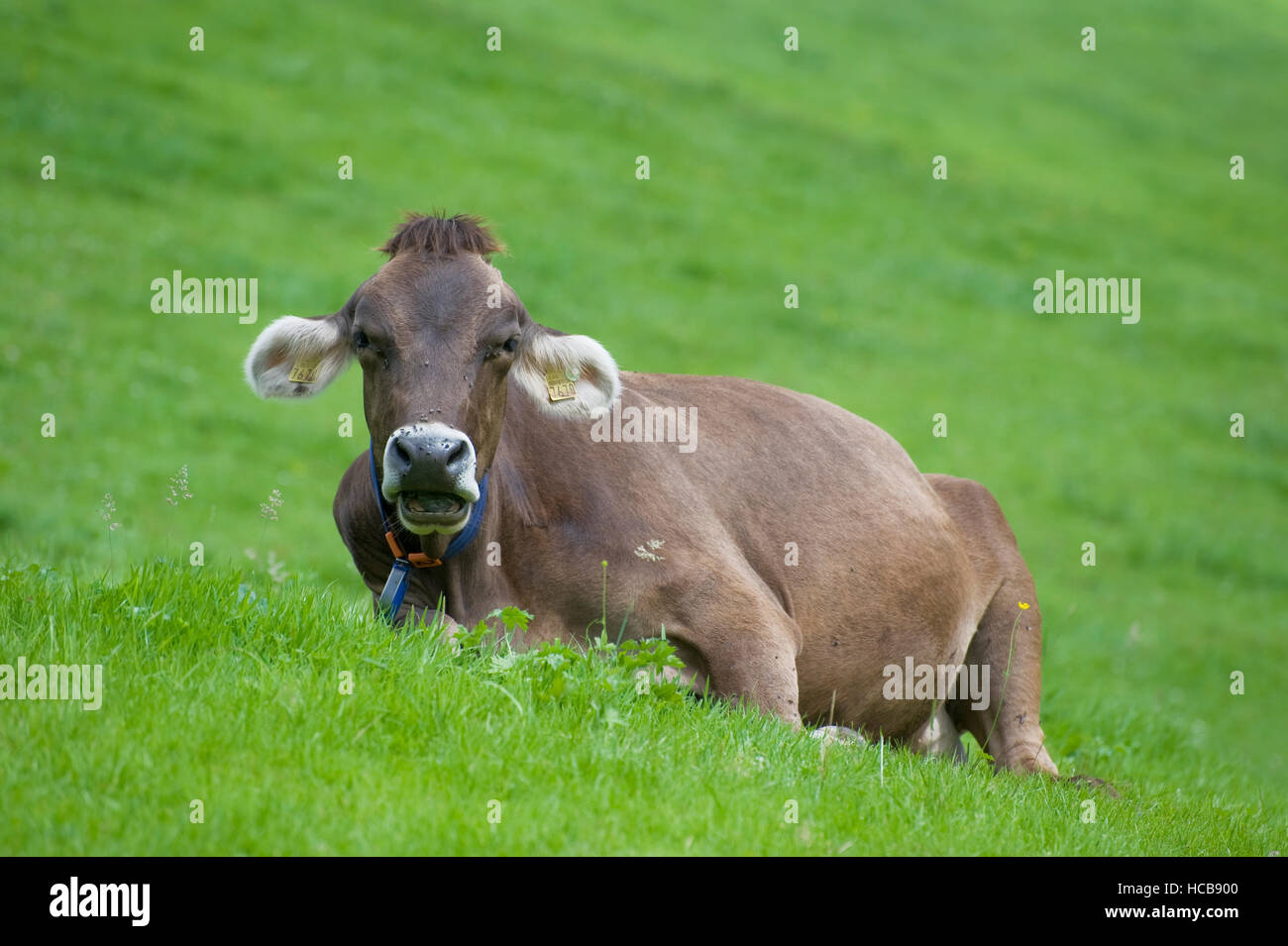 Cow lying in a field Stock Photo - Alamy