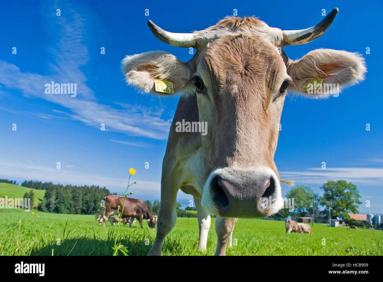 Cows in an alpine pasture Stock Photo - Alamy