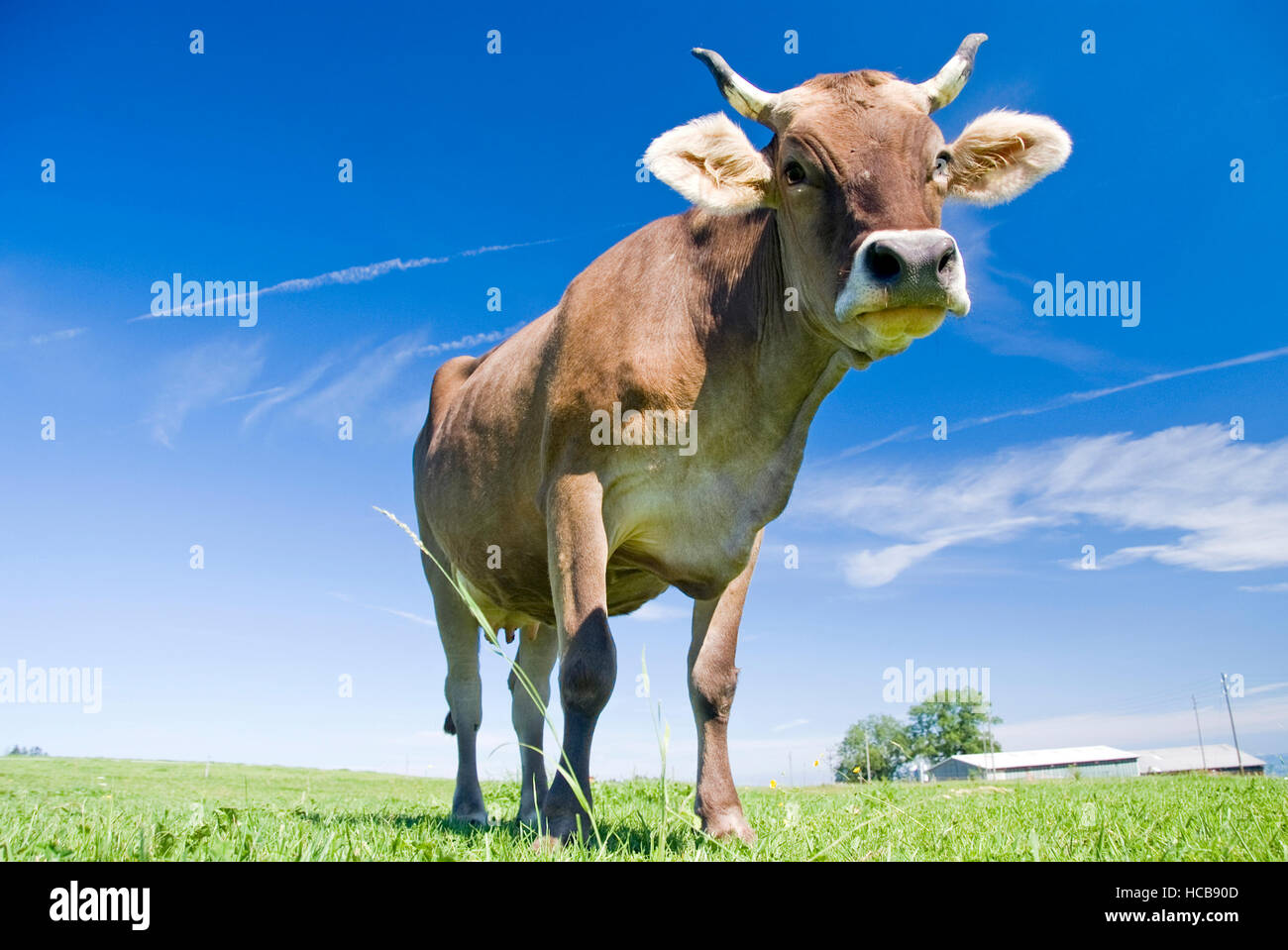 Cow standing in an alpine pasture Stock Photo - Alamy