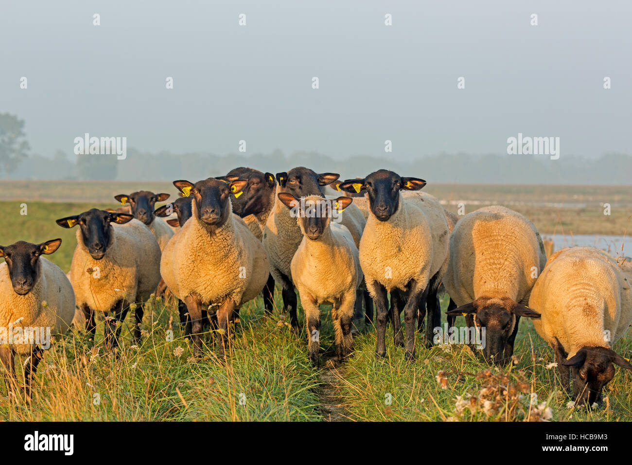 Black headed sheep (Ovis orientalis aries) herd looking curiously, Brittany, France Stock Photo