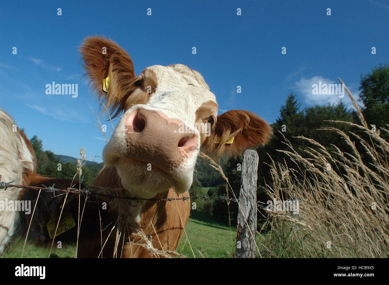 Portrait of a cow on a meadow Stock Photo - Alamy
