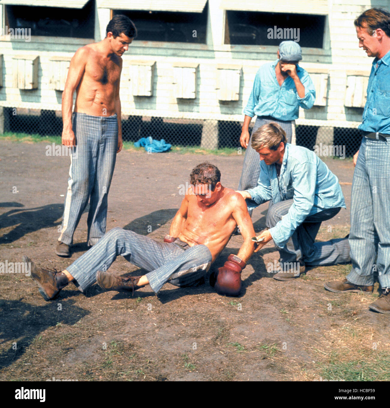 COOL HAND LUKE, Robert Drivas, Paul Newman, Dennis Hopper, 1967 Stock
