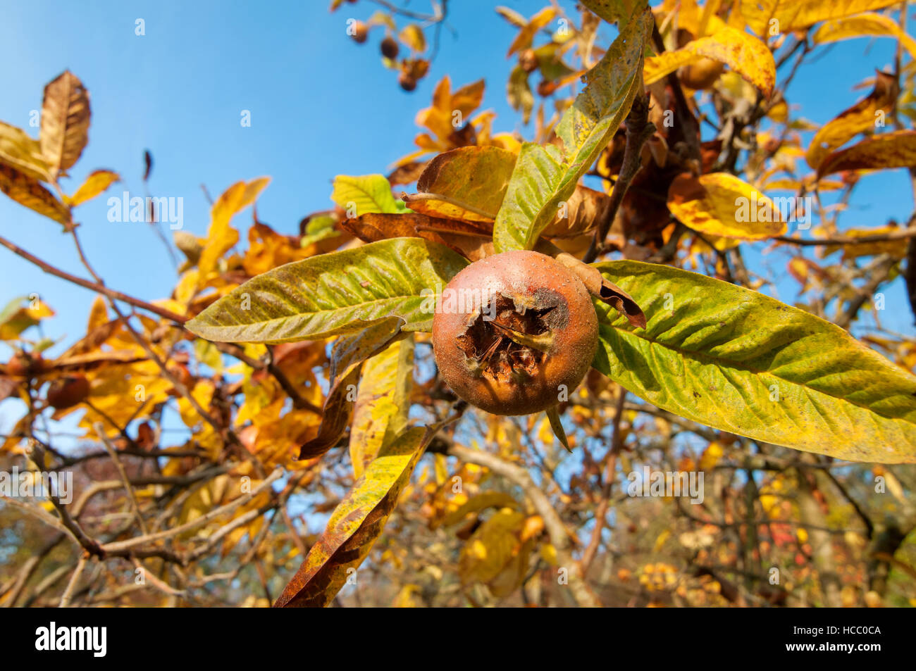Ripe common medlar fruit with blue sky in the background Stock Photo