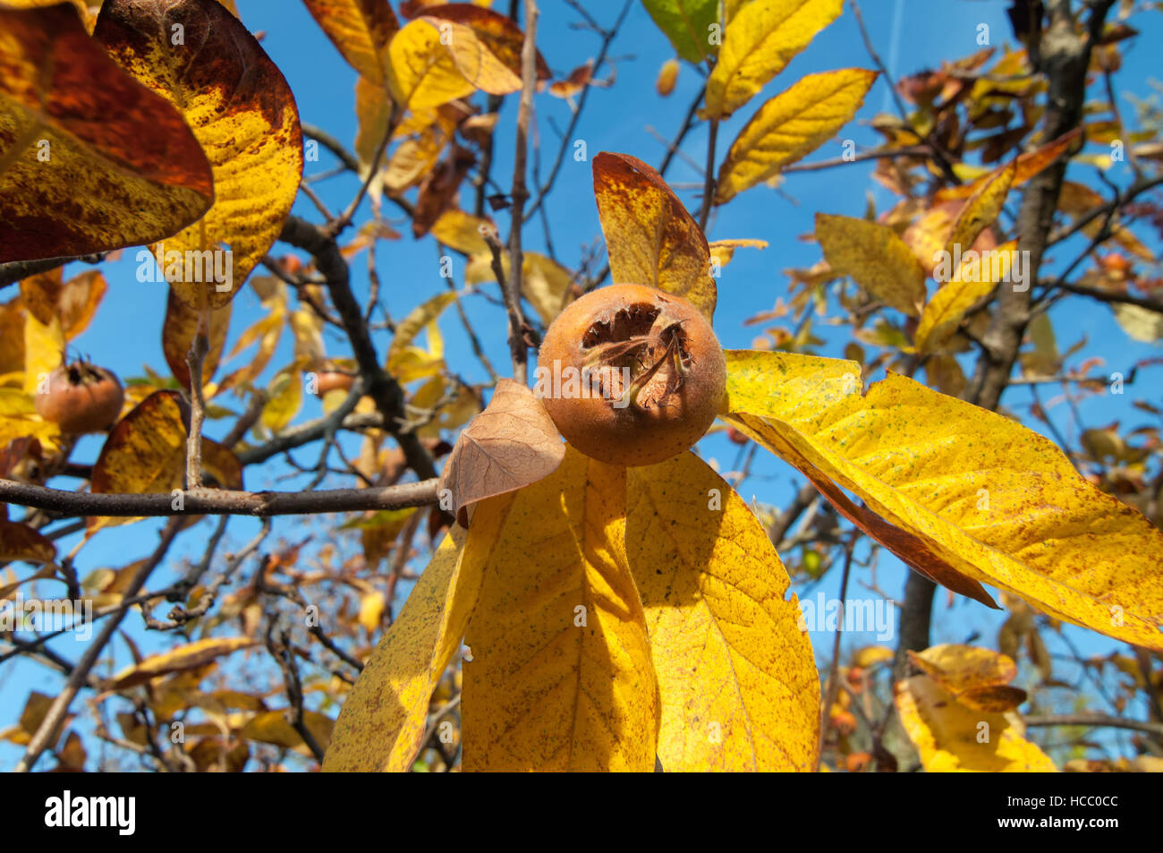 Ripe common medlar fruit with blue sky in the background Stock Photo