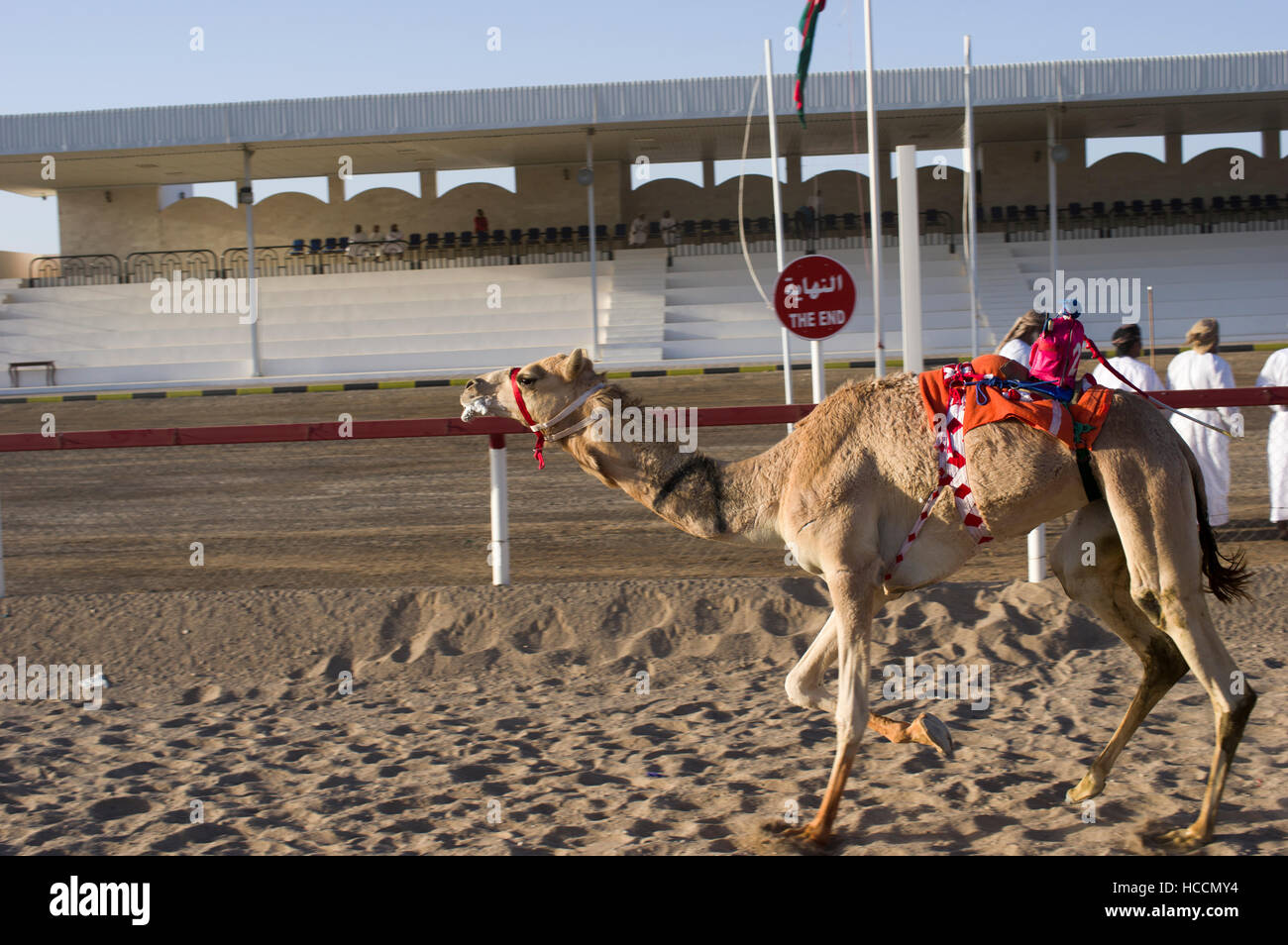 Camel with a robot jockey in the saddle approaching the finish line in a camel race in Oman. Mouth frothy with exertion Stock Photo