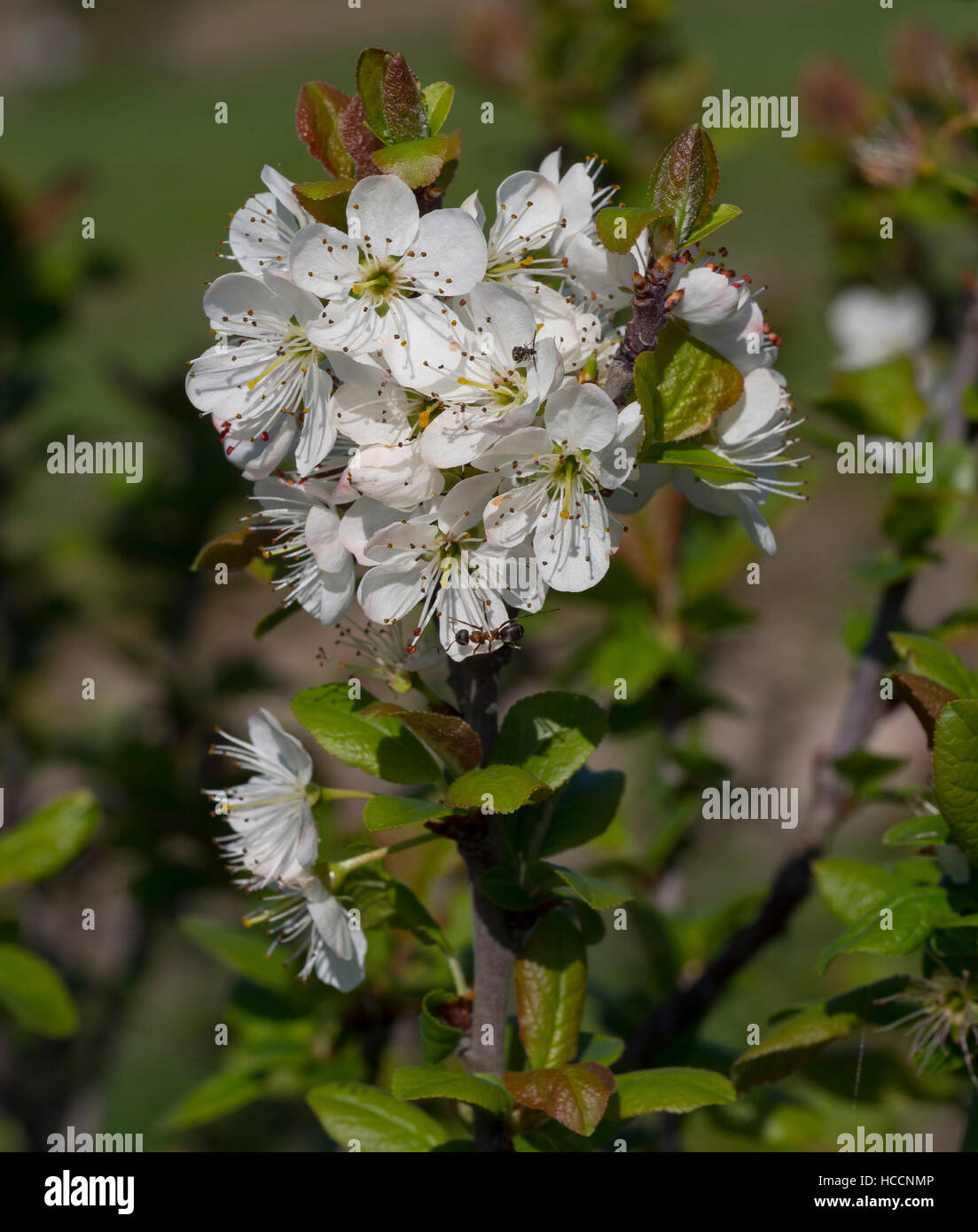Shrub in bloom in spring. Stock Photo