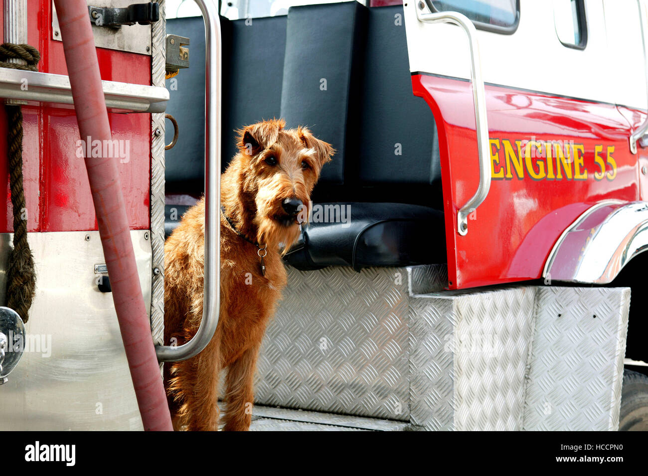 FIREHOUSE DOG, Rexxx the dog, 2007. TM and Copyright ©20th Century Fox