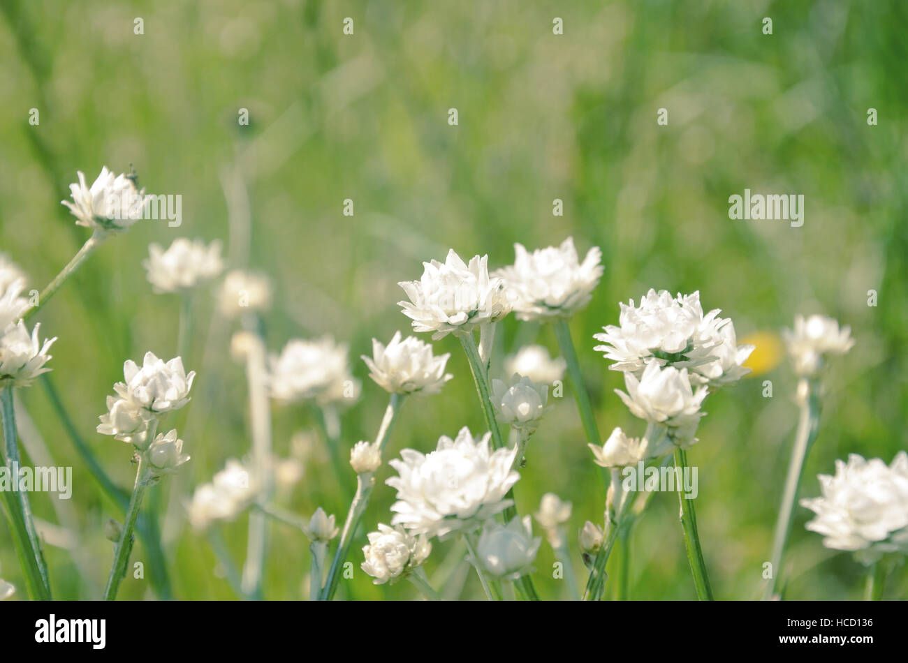 White Everlasting daisies growing in the countryside, NSW, Australia