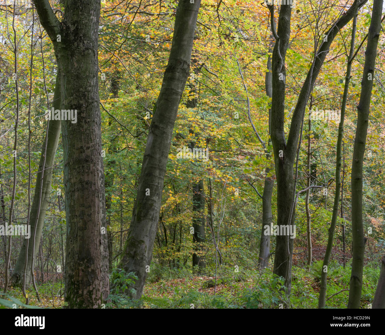Autumn woodland scene Stock Photo