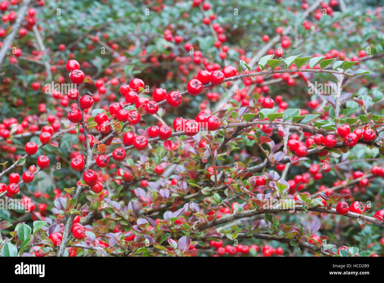 Red cotoneaster berries Stock Photo