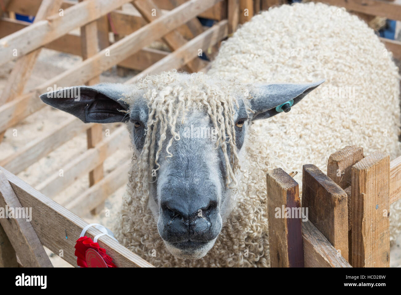 Sheep in a pen Stock Photo Alamy
