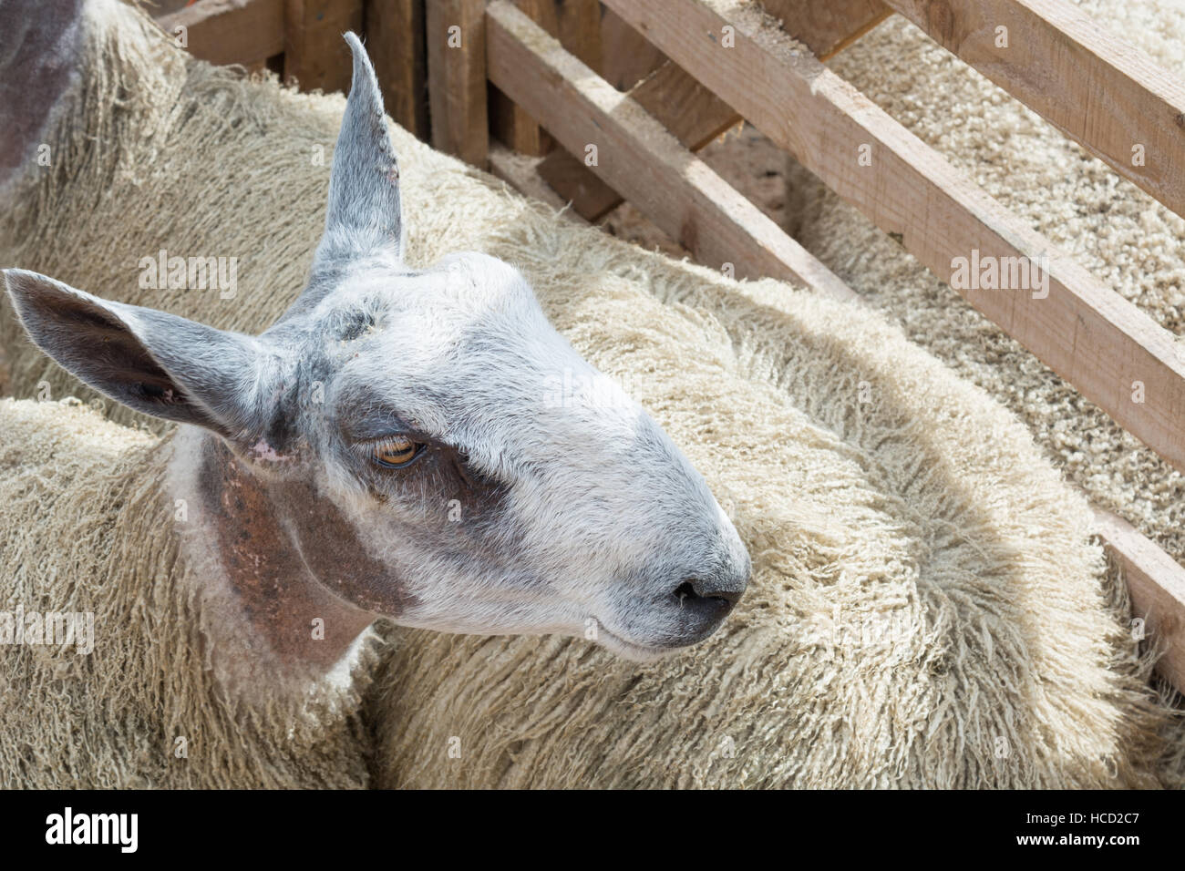Sheep in a pen Stock Photo - Alamy