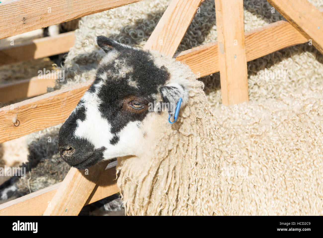 Sheep in a pen Stock Photo - Alamy
